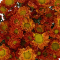Juicy Close Up - Image
