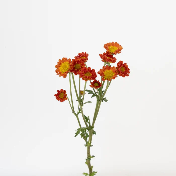 Juicy Stem - Image