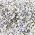 Light Lavender Airbrushed Babys Breath Flower Close Up - Image