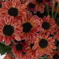 Peach Santini Close Up - Image