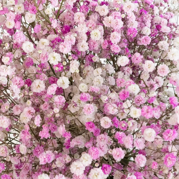 Rainbow Pink Valentine Airbrushed Baby's Breath Flower Close Up - Image