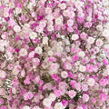 Rainbow Pink Valentine Airbrushed Baby's Breath Flower Close Up - Image