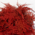 Red Enhanced Plumosa Fern Greenery Close Up - Image