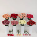 Wholesale Bulk Carnations 200 Stems Your Colors Close Up - Image