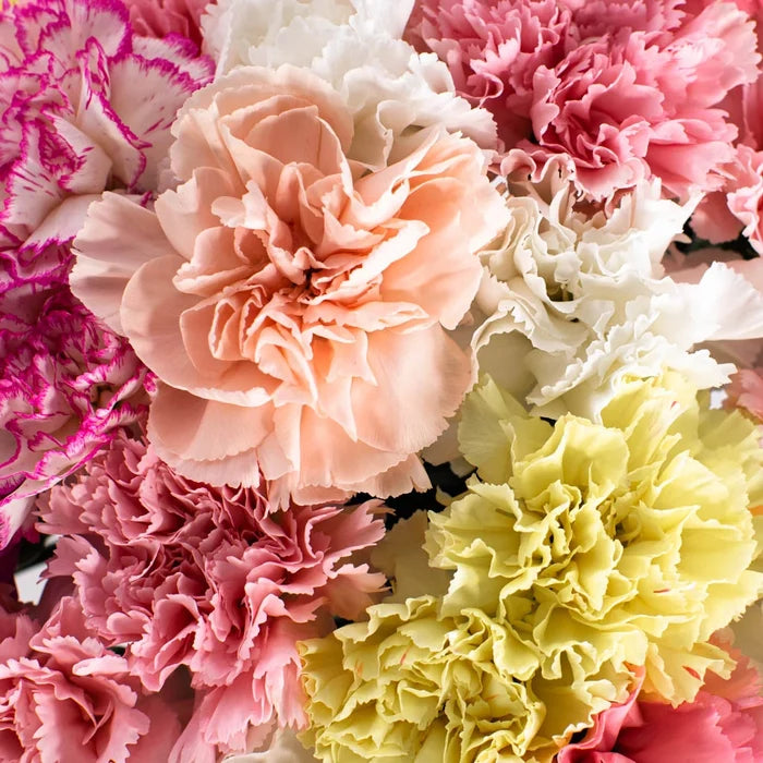 Wholesale Bulk Carnations 50 Stems Your Colors Stem - Image