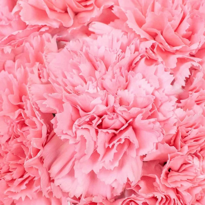 Wholesale Bulk Carnations 50 Stems Your Colors Vase - Image