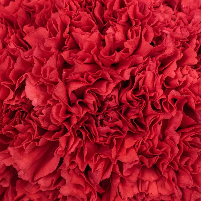 Wholesale Bulk Carnations 50 Stems Your Colors Apron - Image